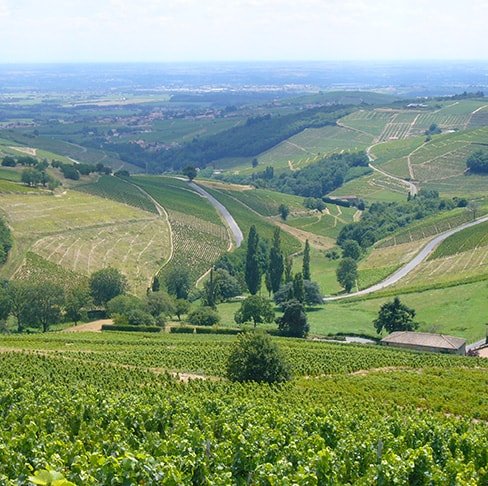 Vignes en Beaujolais