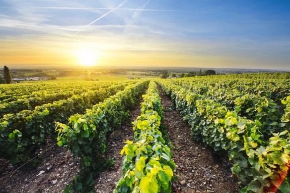 Vignes beaujolais